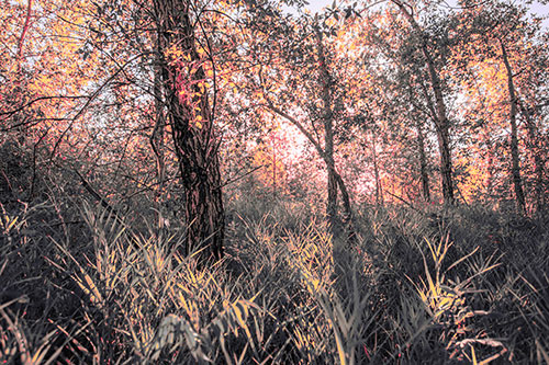 Sunrise Casts Forest Tree Shadows (Pink Tint Photo)