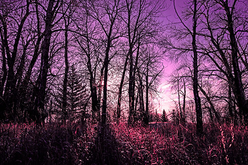 Sunrise Through Snow Covered Trees (Pink Tint Photo)