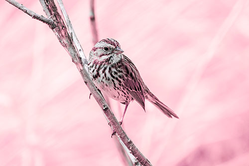 Surfing Song Sparrow Rides Tree Branch (Pink Tint Photo)