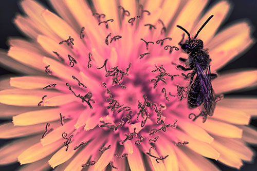 Sweat Bee Collecting Dandelion Pollen (Pink Tint Photo)