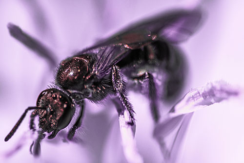 Sweat Bee Enjoying Primrose Flower Pollen (Pink Tint)