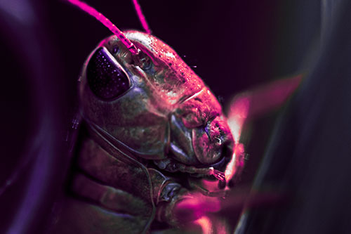 Sweaty Grasshopper Seeking Shade (Pink Tint Photo)