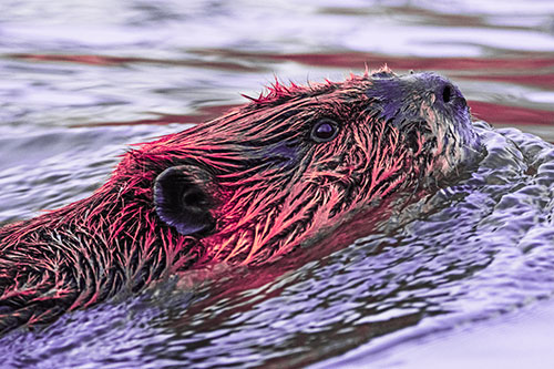 Swimming Beaver Keeping Head Above Water (Pink Tint Photo)