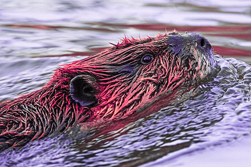 Swimming Beaver Keeping Head Above Water (Pink Tint)