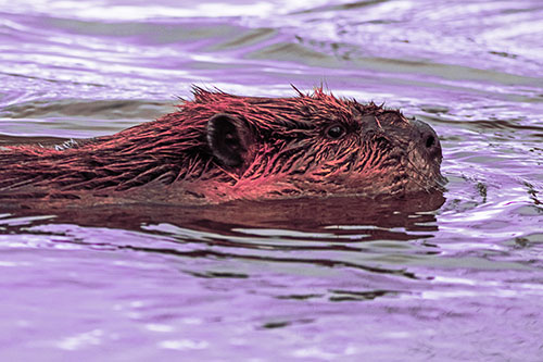 Swimming Beaver Patrols River Surroundings (Pink Tint Photo)