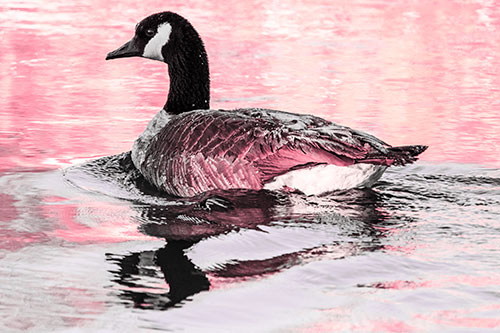 Swimming Goose Ripples Through Water (Pink Tint Photo)