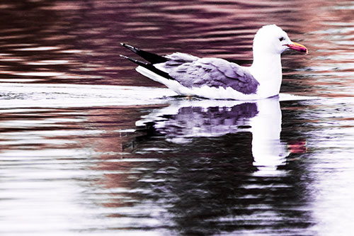 Swimming Seagull Lake Water Reflection (Pink Tint Photo)