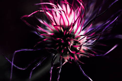 Swirling Pasque Flower Seed Head (Pink Tint Photo)