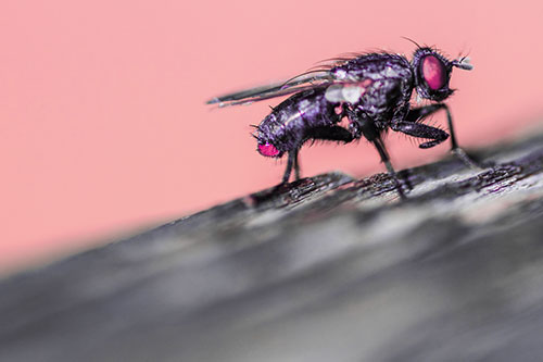 Tachinid Fly Curling Arm Among Sloping Wood (Pink Tint)