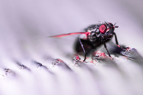 Tachinid Fly Poses Among Grooved Wood (Pink Tint)