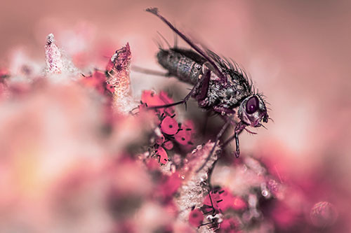 Tachinid Fly Terrorizing Aphids Among Milkweed Pod (Pink Tint)