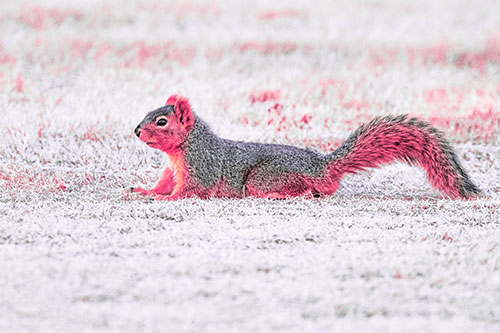 Tail Wagging Squirrel Sitting Among Dead Grass (Pink Tint)