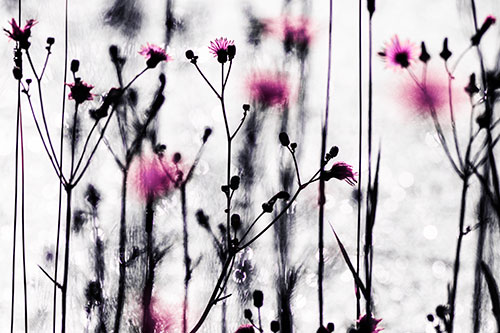 Tall Towering Stemmed Dandelion Flowers (Pink Tint Photo)