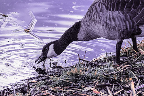 Thirsty Canadian Goose Drinking Water Along Shore (Pink Tint)