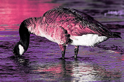 Thirsty Goose Drinking Ice River Water (Pink Tint Photo)