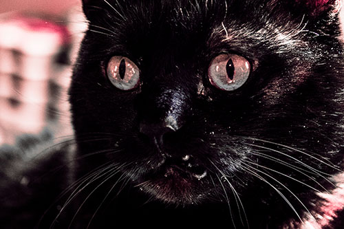 Thirsty Wide Eyed Black Cat (Pink Tint)