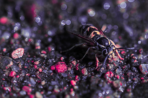 Thirsty Yellowjacket Wasp Among Soaked Sparkling Rocks (Pink Tint Photo)
