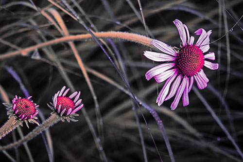 Three Blossoming Coneflowers Among Light Dewy Grass (Pink Tint Photo)