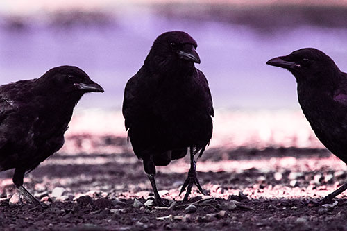 Three Crows Plotting Their Next Move (Pink Tint Photo)
