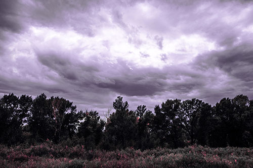 Thunderstorm Clouds Brewing Above Tree Line (Pink Tint)