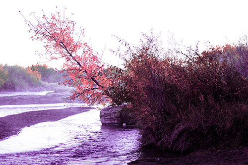 Tilted Fall Tree Over Flowing River (Pink Tint Photo)