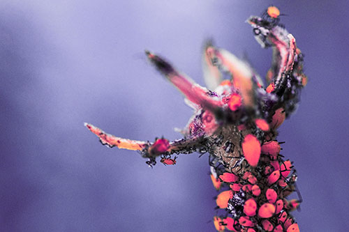Tiny Aphids Gathered Among Milkweed Claw (Pink Tint)