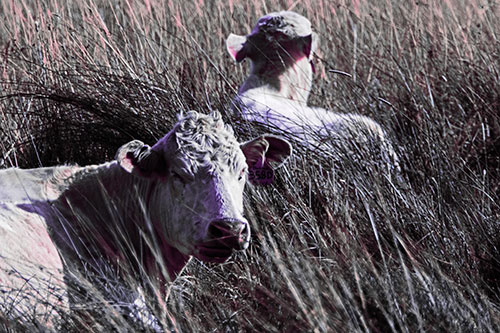 Tired Cows Lying Down Among Grass (Pink Tint Photo)
