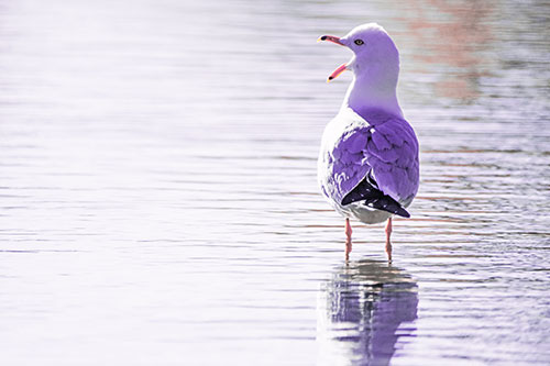 Tired Seagull Yawning Among Shallow Water (Pink Tint)