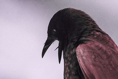 Tongue Curling Crow Cawing Downward (Pink Tint)