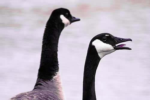 Tongue Screaming Canadian Goose Honking Towards Intruders (Pink Tint Photo)