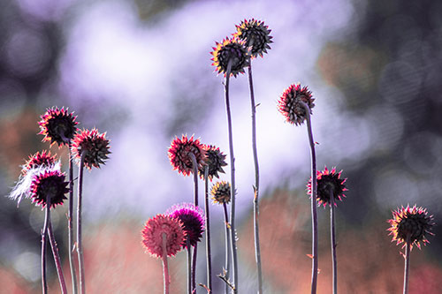 Towering Nodding Thistle Flowers From Behind (Pink Tint Photo)