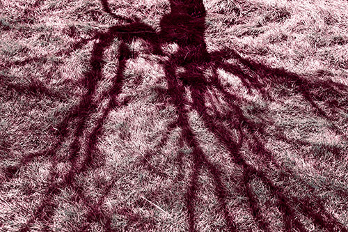 Tree Branch Shadows Creepy Crawling Over Dead Grass (Pink Tint Photo)