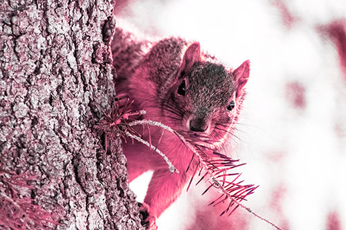 Tree Peekaboo With A Squirrel (Pink Tint Photo)