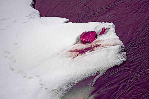 Tree Stump Eyed Snow Face Creature Along River Shoreline (Pink Tint Photo)