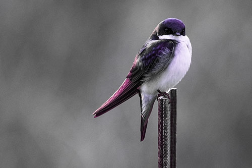 Tree Swallow Keeping Watch (Pink Tint Photo)