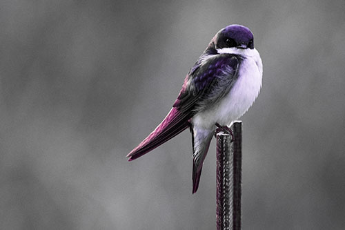 Tree Swallow Keeping Watch (Pink Tint)