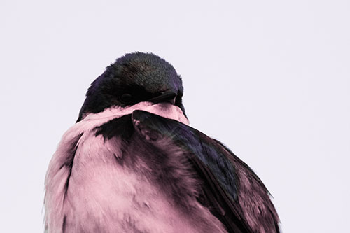 Tree Swallow Watching Surroundings (Pink Tint Photo)