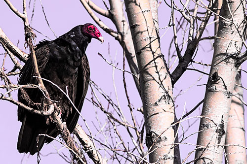 Turkey Vulture Perched Atop Tattered Tree Branch (Pink Tint Photo)