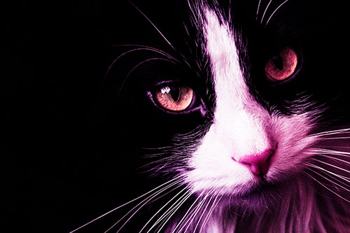Tuxedo Cat Stares Among Darkness (Pink Tint)