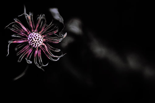 Twirling Aster Flower Among Darkness (Pink Tint Photo)