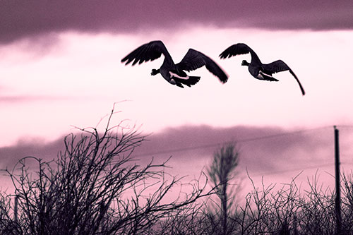 Two Canadian Geese Flying Over Trees (Pink Tint Photo)