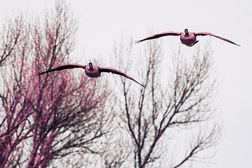 Two Canadian Geese Honking During Flight (Pink Tint Photo)