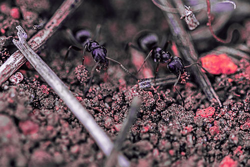 Two Carpenter Ants Working Hard Among Soil (Pink Tint Photo)