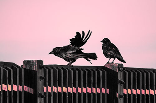 Two Crows Gather Along Wooden Fence (Pink Tint Photo)