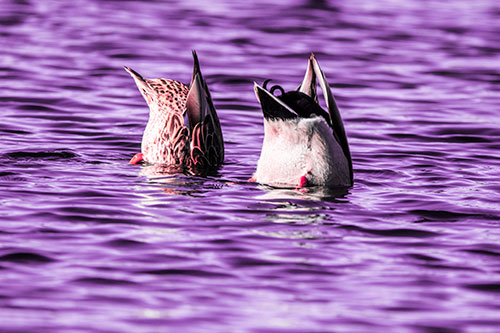 Two Ducks Upside Down In Lake (Pink Tint Photo)
