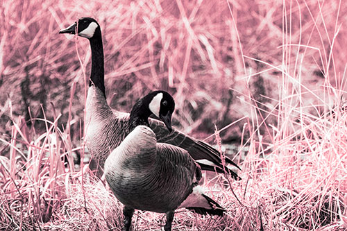 Two Geese Contemplating A Swim In Lake (Pink Tint Photo)