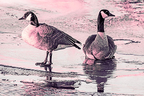 Two Geese Embrace Sunrise Atop Ice Frozen River (Pink Tint)
