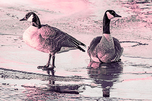 Two Geese Embrace Sunrise Atop Ice Frozen River (Pink Tint Photo)