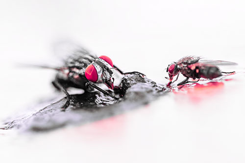 Two Hungry Cluster Flies Feasting Together (Pink Tint)
