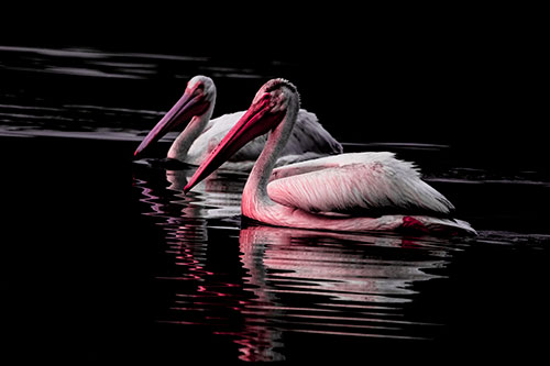 Two Pelicans Floating In Dark Lake Water (Pink Tint Photo)